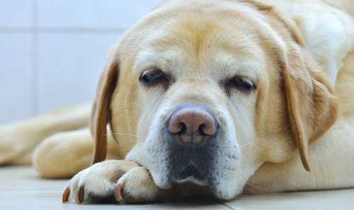 Les Brown Vs. The Old Lady and Her Lumpy Lab